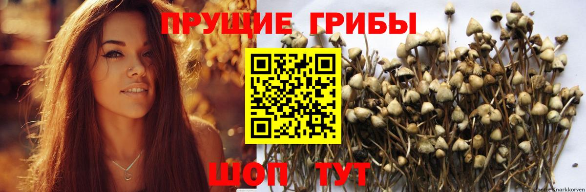 Галлюциногенные грибы Psilocybe  Вход с VPN  Аша  Псилоцибиновые грибы Magic Shrooms 